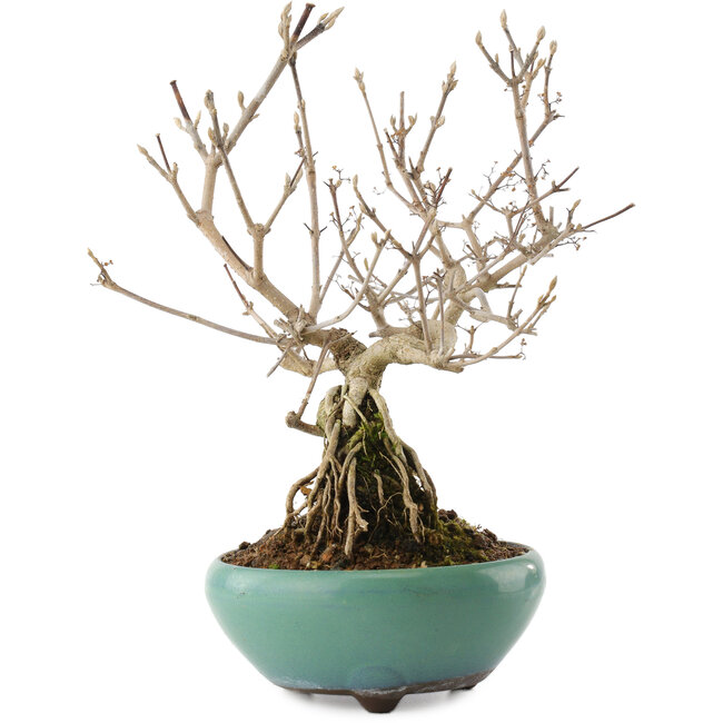 Callicarpa japonica, 22,5 cm, ± 8 años