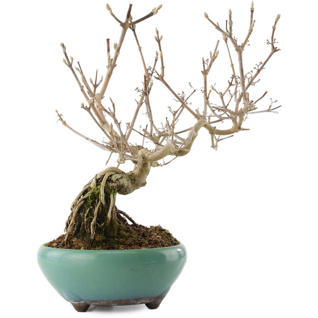 Callicarpa japonica, 22,5 cm, ± 8 años