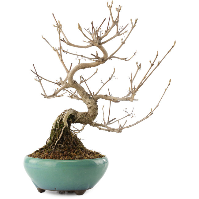 Callicarpa japonica, 23 cm, ± 8 Jahre alt