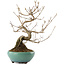 Callicarpa japonica, 23 cm, ± 8 ans