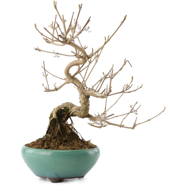 Callicarpa japonica, 23 cm, ± 8 Jahre alt