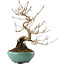 Callicarpa japonica, 23 cm, ± 8 years old