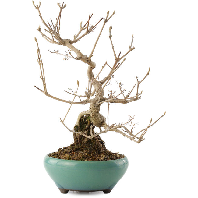 Callicarpa japonica, 23 cm, ± 8 ans