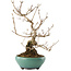 Callicarpa japonica, 23 cm, ± 8 ans