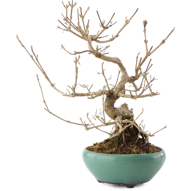 Callicarpa japonica, 23 cm, ± 8 ans