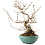Callicarpa japonica, 23 cm, ± 8 years old
