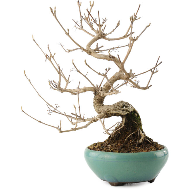 Callicarpa japonica, 23 cm, ± 8 Jahre alt