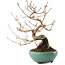 Callicarpa japonica, 23 cm, ± 8 ans