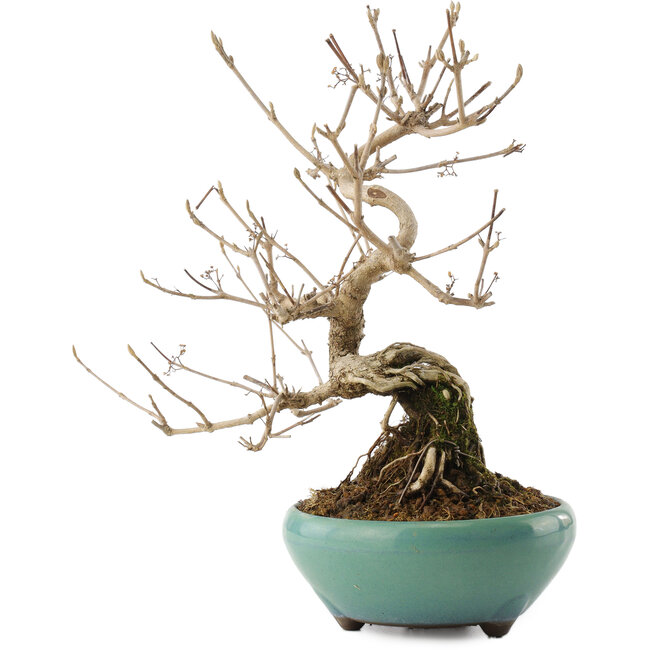 Callicarpa japonica, 23 cm, ± 8 Jahre alt