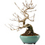 Callicarpa japonica, 23 cm, ± 8 years old