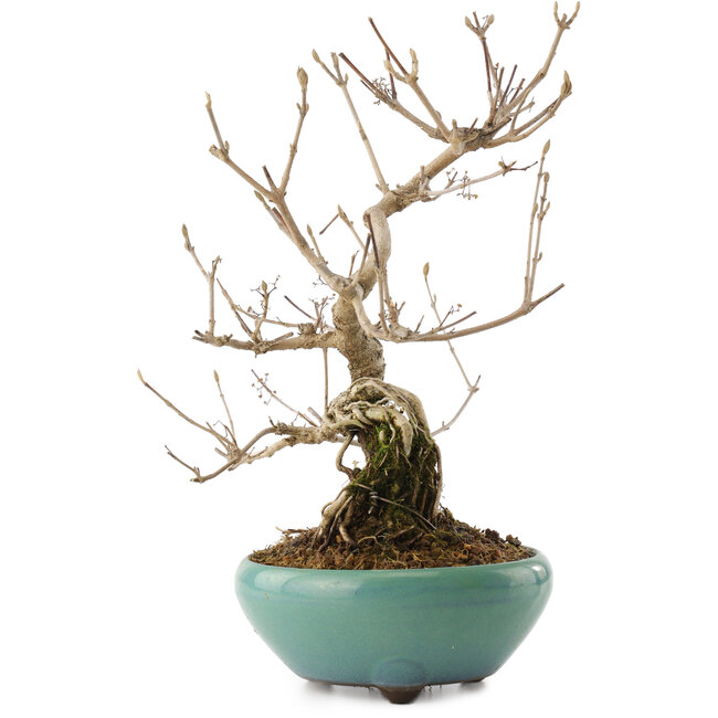 Callicarpa japonica, 23 cm, ± 8 Jahre alt