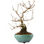 Callicarpa japonica, 23 cm, ± 8 years old