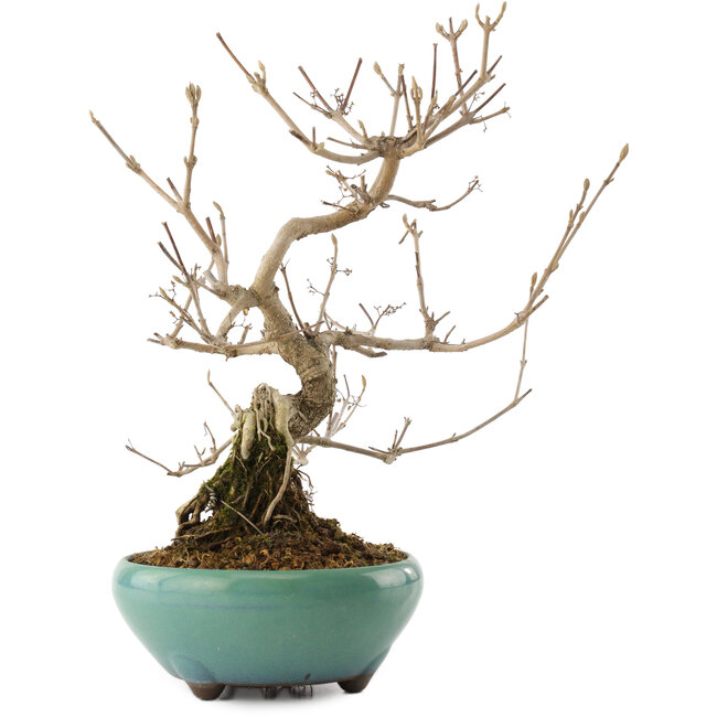 Callicarpa japonica, 23 cm, ± 8 ans