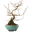 Callicarpa japonica, 23 cm, ± 8 years old