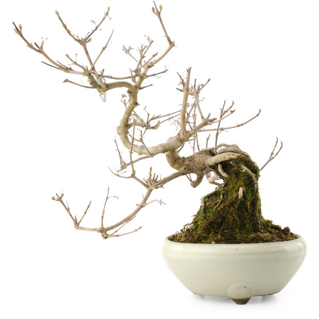 Callicarpa japonica, 21 cm, ± 8 ans