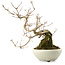 Callicarpa japonica, 21 cm, ± 8 years old