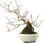 Callicarpa japonica, 21 cm, ± 8 years old