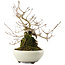Callicarpa japonica, 21 cm, ± 8 years old