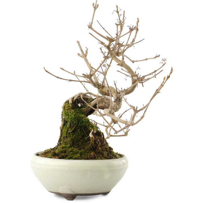 Callicarpa japonica, 21 cm, ± 8 Jahre alt