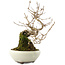 Callicarpa japonica, 21 cm, ± 8 years old