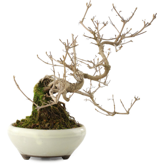 Callicarpa japonica, 21 cm, ± 8 Jahre alt