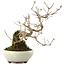 Callicarpa japonica, 21 cm, ± 8 ans