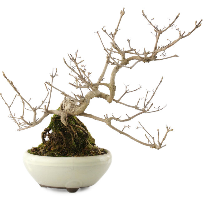 Callicarpa japonica, 21 cm, ± 8 anni