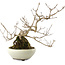 Callicarpa japonica, 21 cm, ± 8 ans