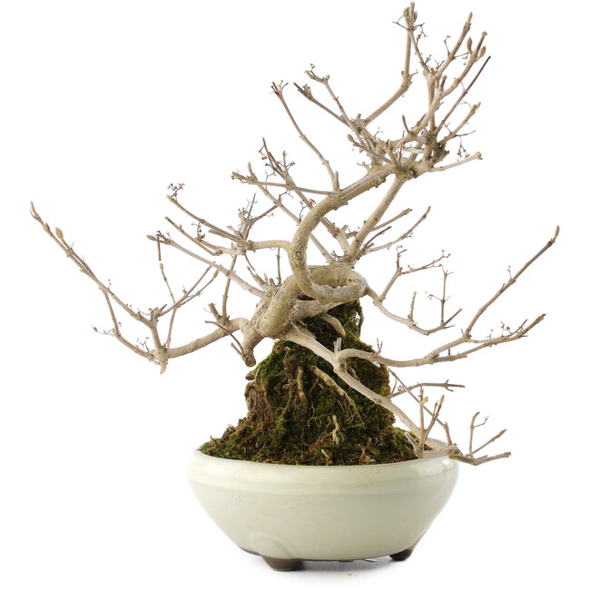 Callicarpa japonica, 21 cm, ± 8 Jahre alt