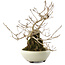 Callicarpa japonica, 21 cm, ± 8 ans