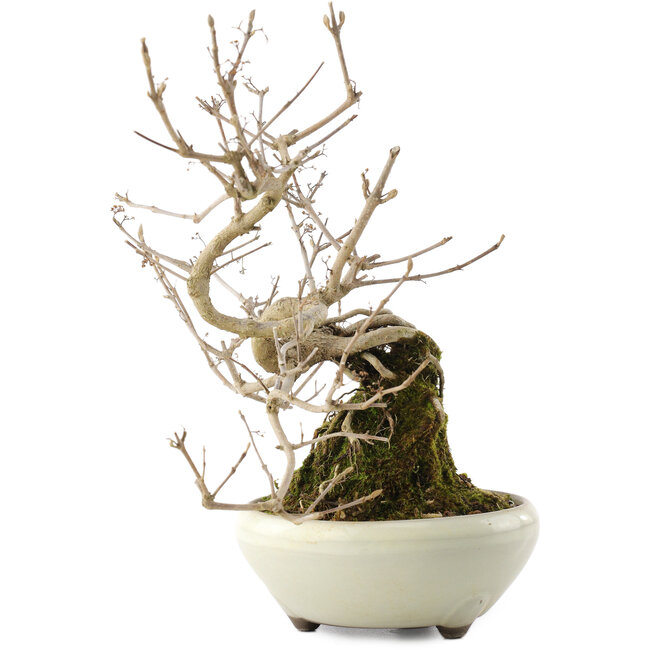 Callicarpa japonica, 21 cm, ± 8 Jahre alt