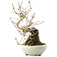Callicarpa japonica, 21 cm, ± 8 years old