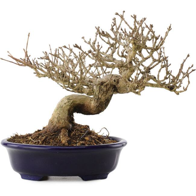 Premna japonica, 18,5 cm, ± 20 ans, dans un pot japonais fait main par Shozan