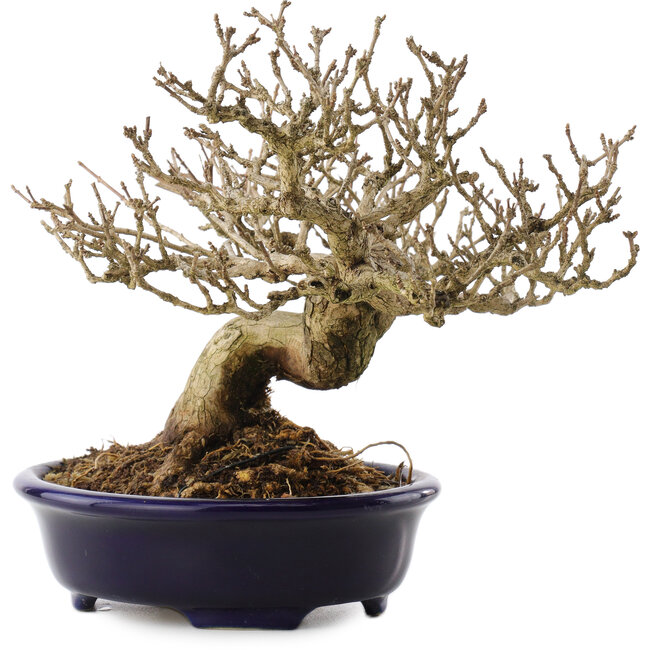 Premna japonica, 18,5 cm, ± 20 ans, dans un pot japonais fait main par Shozan