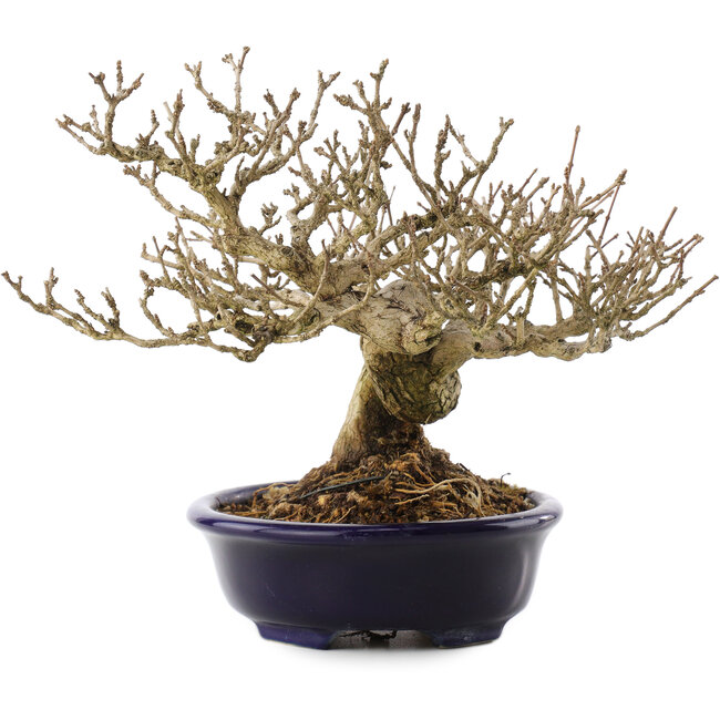 Premna japonica, 18,5 cm, ± 20 years old, in a handmade Japanese pot by Shozan