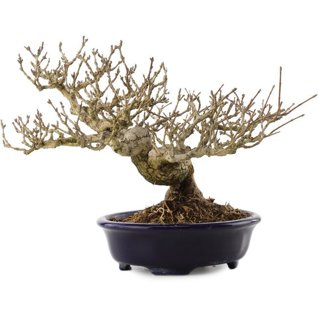 Premna japonica, 18,5 cm, ± 20 jaar oud, in een handgemaakte Japanse pot van Shozan