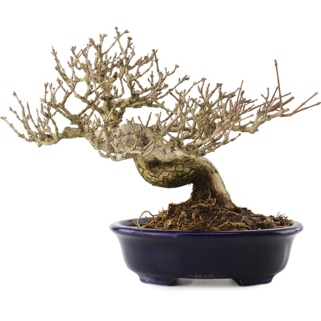 Premna japonica, 18,5 cm, ± 20 anni, in un vaso giapponese fatto a mano da Shozan