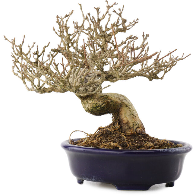 Premna japonica, 18,5 cm, ± 20 jaar oud, in een handgemaakte Japanse pot van Shozan