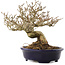 Premna japonica, 18,5 cm, ± 20 years old, in a handmade Japanese pot by Shozan