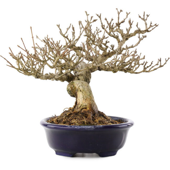 Premna japonica, 18,5 cm, ± 20 jaar oud, in een handgemaakte Japanse pot van Shozan