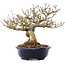 Premna japonica, 18,5 cm, ± 20 ans, dans un pot japonais fait main par Shozan