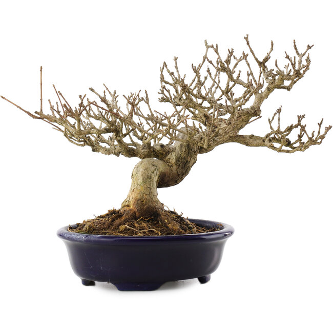 Premna japonica, 18,5 cm, ± 20 Jahre alt, in einem handgefertigten japanischen Topf von Shozan