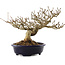 Premna japonica, 18,5 cm, ± 20 years old, in a handmade Japanese pot by Shozan