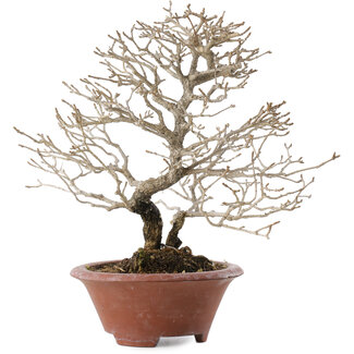Premna japonica, 23,5 cm, ± 20 años
