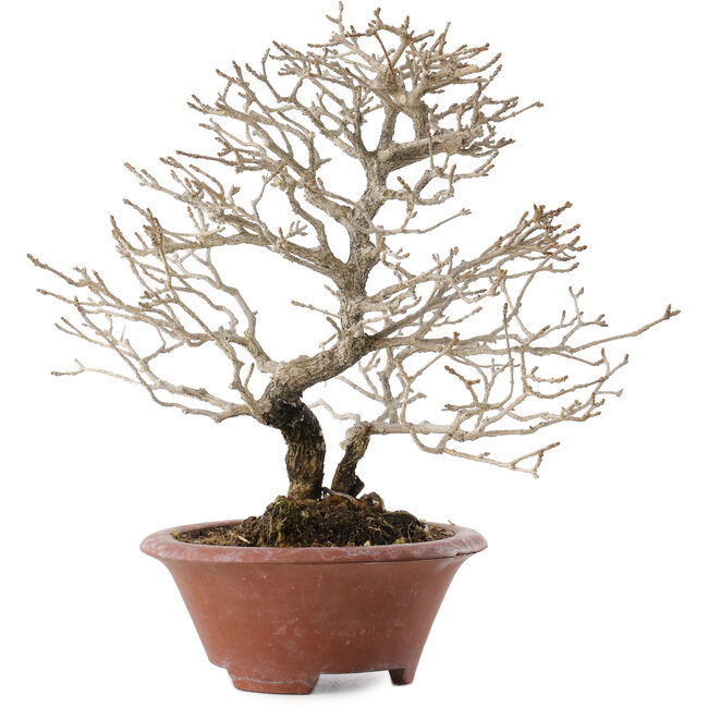 Premna japonica, 23,5 cm, ± 20 anni, in un vaso rotto