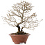 Premna japonica, 23,5 cm, ± 20 jaar oud, in een kapotte pot