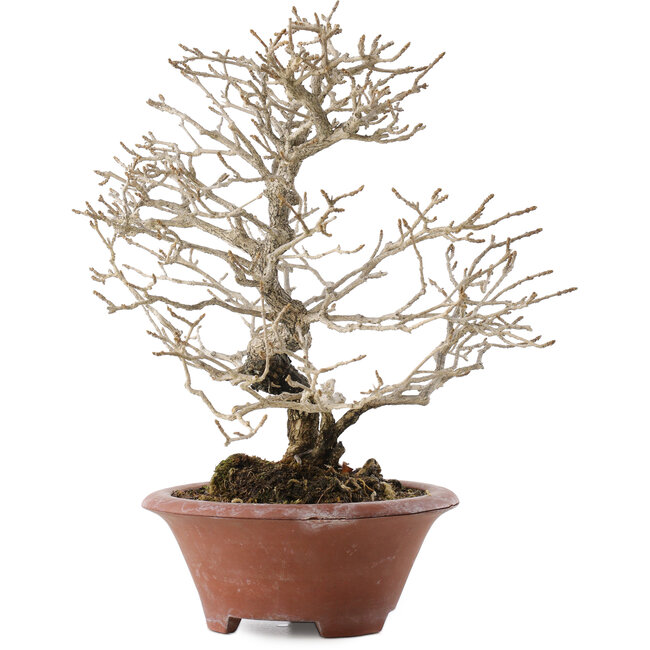 Premna japonica, 23,5 cm, ± 20 años, en maceta rota