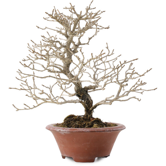 Premna japonica, 23,5 cm, ± 20 anni, in un vaso rotto