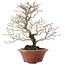 Premna japonica, 23,5 cm, ± 20 jaar oud, in een kapotte pot