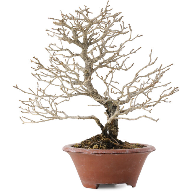 Premna japonica, 23,5 cm, ± 20 años, en maceta rota